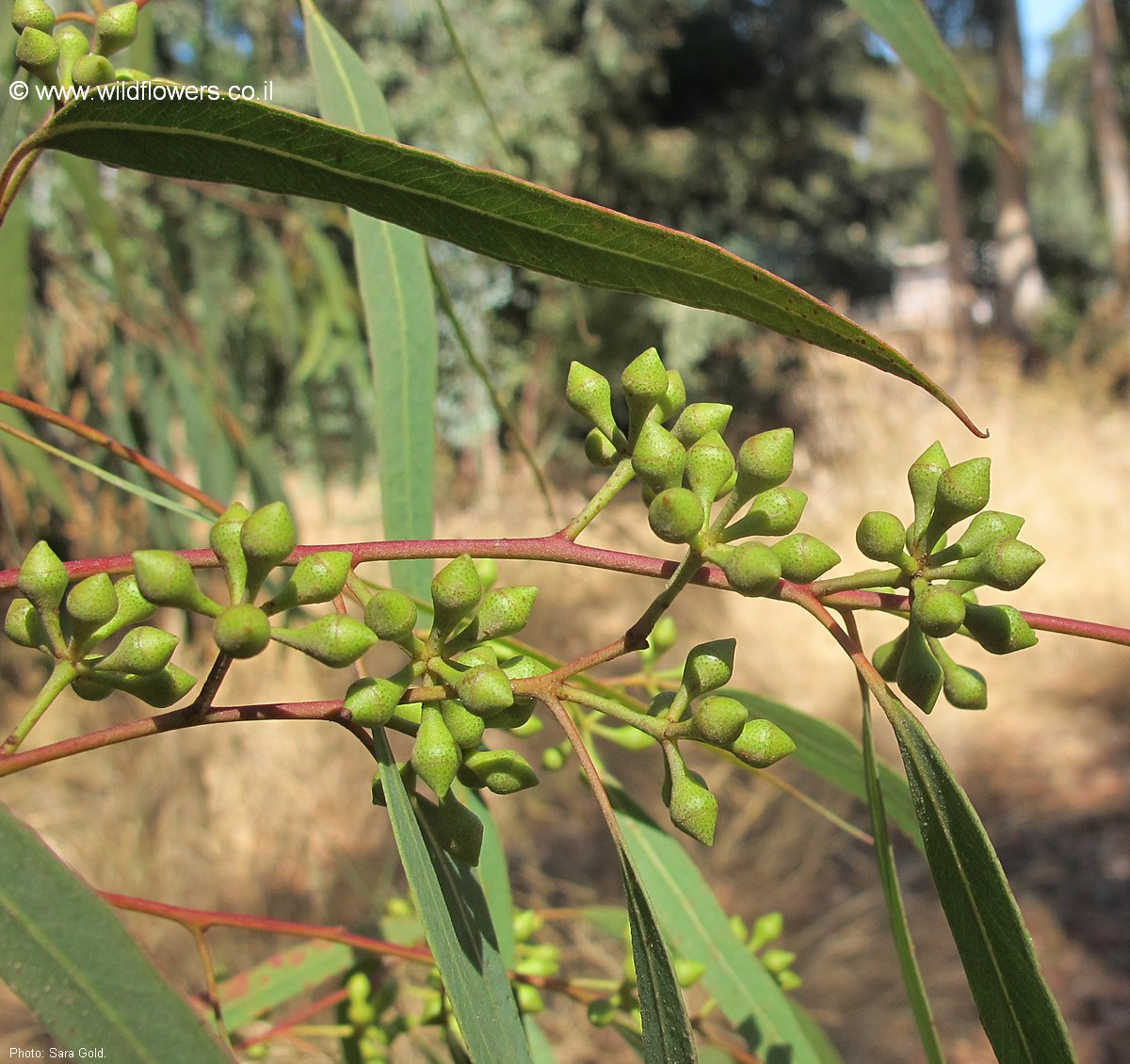 Eucalyptus loxophleba
